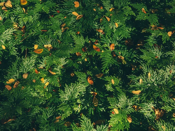 Зеленые Листья Сухими Листьями — стоковое фото