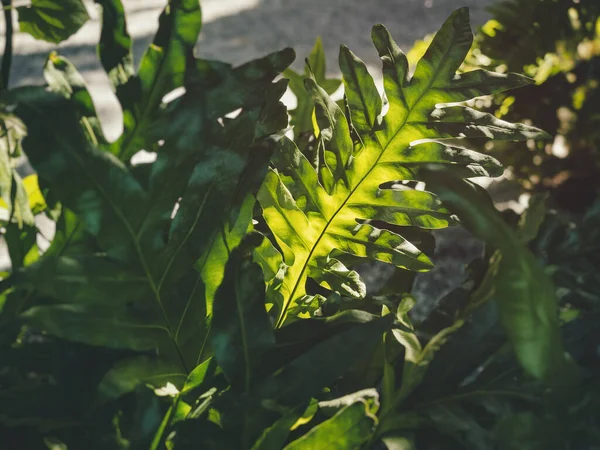 Ferns Leaf Forest Открытый Солнечный Свет — стоковое фото
