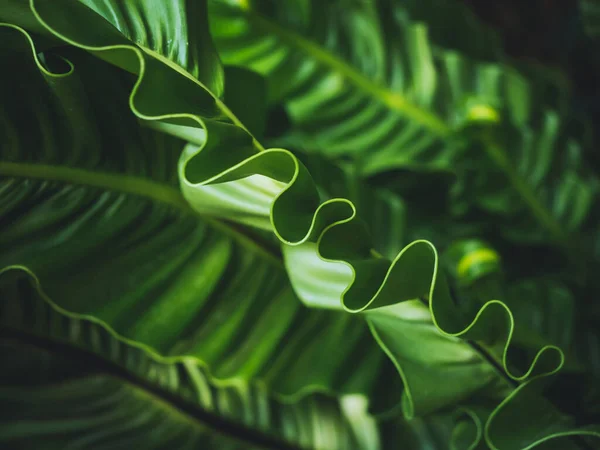Ferns Leaf Forest Outdoor — стоковое фото