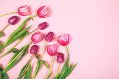 Pastel zemin üzerine pembe ve mor laleler