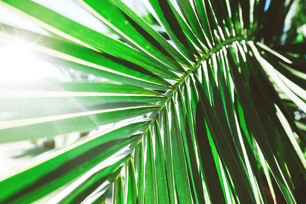 Palmový list s slunečního záření — Stock fotografie