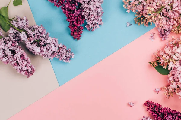 Lilac on trendy background, flat lay. — Stock Photo, Image