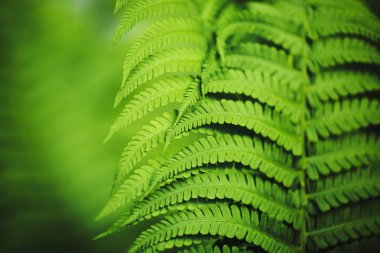 Güzel eğreltiotu yaprakları, makro