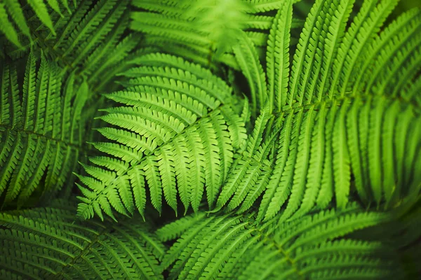 Beautiful fern leaves, macro — Stock Photo, Image