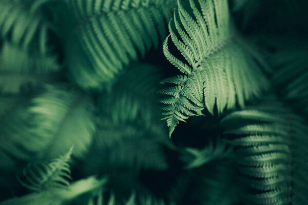Beautiful fern leaves, macro