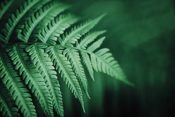 Beautiful fern leaves, macro — Stock Photo, Image