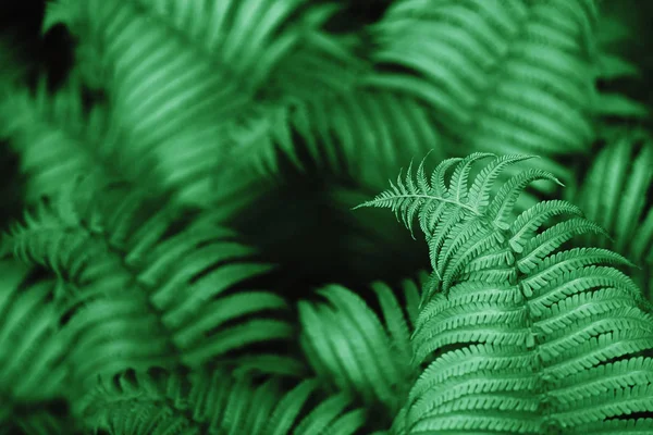 Lindas folhas de samambaia, macro — Fotografia de Stock