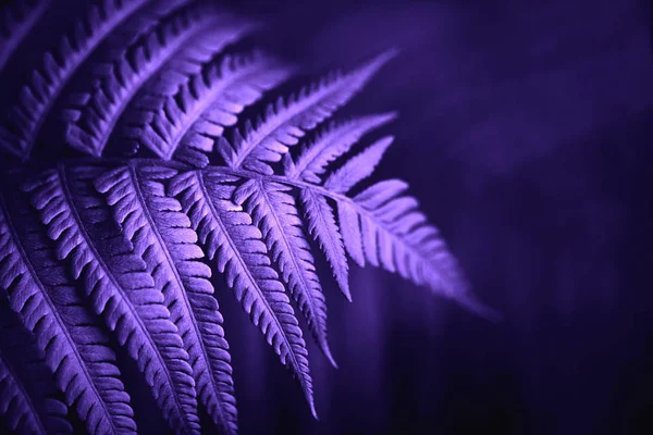 Beautiful fern leaves, macro — Stock Photo, Image