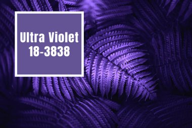 Güzel Ultra Violet eğreltiotu yaprakları çiçek fern arka planı için.