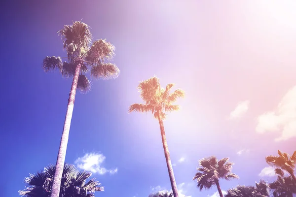 Tall Palms Blue Cloudy Sky Sunny Day Ultra Violet Toning — Stock Photo, Image