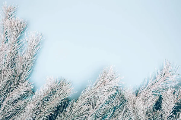 青の背景に雪に覆われたモミの枝. — ストック写真