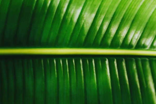 バックライトのストライプの熱帯の葉の表示を閉じる — ストック写真
