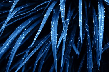 Yağmur damlalı mavi yapraklar.