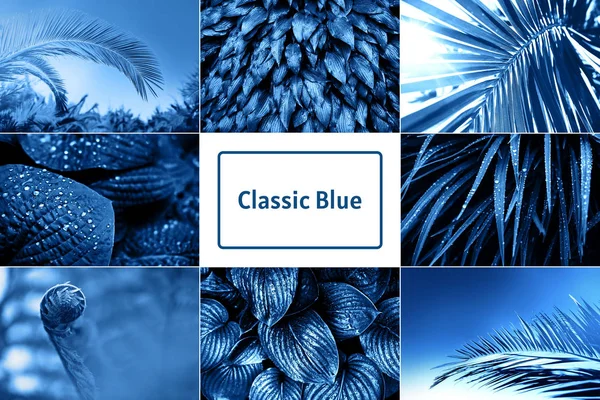 Collage con foglie di natura blu — Foto Stock