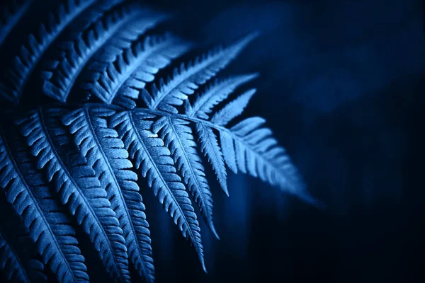 Folhagem de folhas de samambaia bonita na cor azul . — Fotografia de Stock