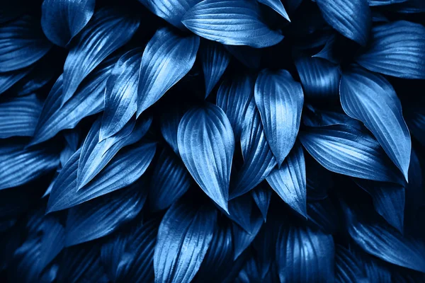 Fondo blu fatto di foglie verdi fresche . — Foto Stock