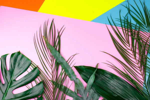 Mix of tropical green fresh leaves on geometric multicolored neon backgrounds. — ストック写真