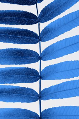 Beyaz arka plan üzerinde izole ailanthus ağacının dalını.