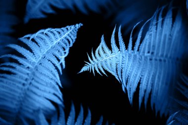 Güzel eğreltiotu yaprakları mavi yapraklar.