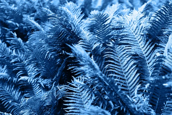 Blue bush of fern in the forest — Stock Photo, Image