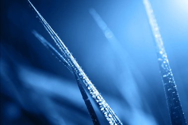 Çimen çiy su ile damla