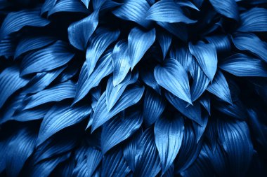 Mavi yapraklar dinamik arkaplan