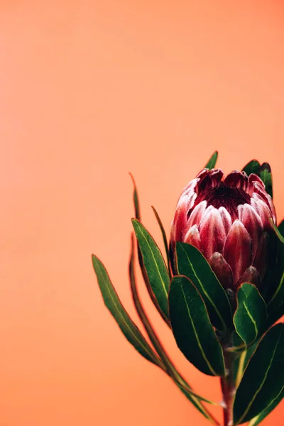 Pink beautiful protea flower in the center on trendy coral background. — Stock Photo, Image