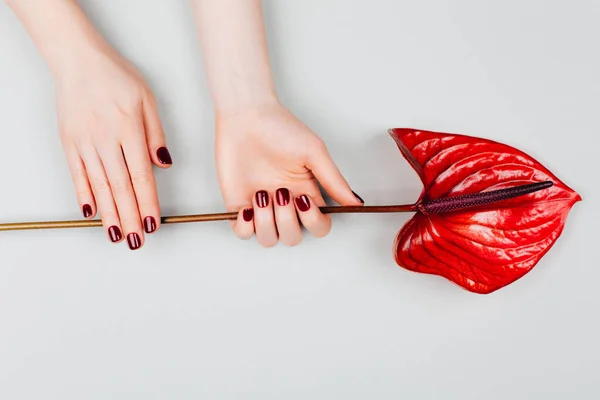 Rode Manicure Met Bloem Anthurium Bordo Concept Van Stijlvolle Manicure — Stockfoto