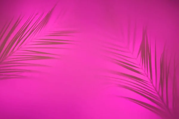 Абстрактный Фон Теней Пальмовых Листьев Розовой Задней Подсветке Творческая Концепция — стоковое фото