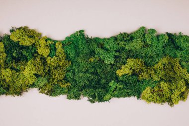 Koyu yeşil yosun, gri arka planda fotokopi alanı var. Sıfır atık. Düzleştirme biçimi.