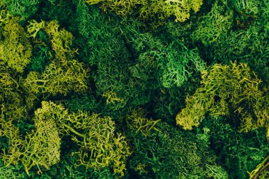 Makro çekimde vahşi yeşil doğal yosun. Düz yatış stili. Sıfır atık kutsaması.