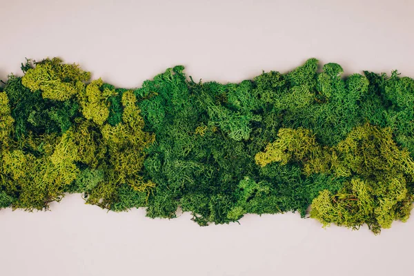 灰色の背景にコピースペースの濃い緑色の苔 廃棄物ゼロのコンセプト — ストック写真