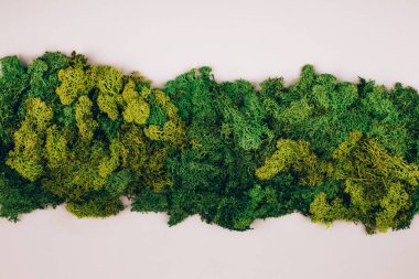 Koyu yeşil yosun, gri arka planda fotokopi alanı var. Sıfır atık. Düzleştirme biçimi.