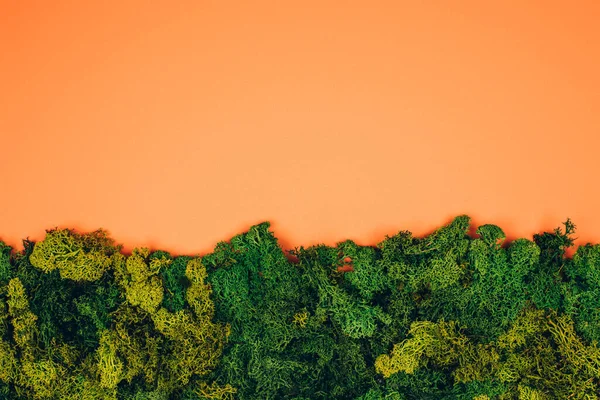 Krásný Zelený Mech Pastelově Oranžovém Pozadí Kopírovacím Prostorem Koncept Nulového — Stock fotografie