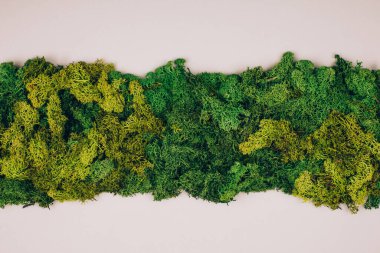 Koyu yeşil yosun, gri arka planda fotokopi alanı var. Sıfır atık. Düzleştirme biçimi.