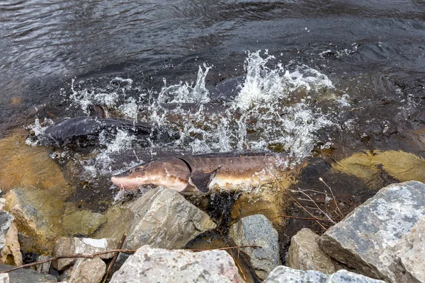 Sturgeon Acipenser Fulvescens Swimming Rocky Shore Spawning Season Wolf River — Stock Photo, Image