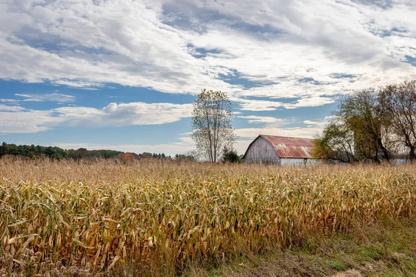 Barn Rusty Roof Field Corn Autumn Idyllic Rural Landscape Family — Stock Photo, Image