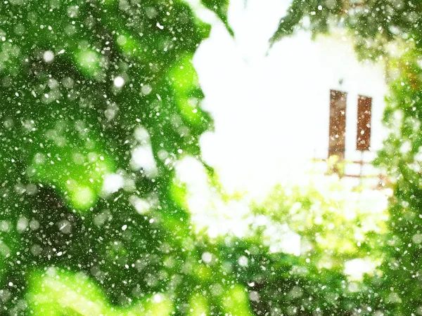 Marco de ramas verdes con puertas de la casa. Caída de nieve —  Fotos de Stock