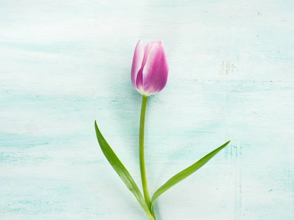 Primavera Pascua tulipán floral minimalista pastel color fondo — Foto de Stock