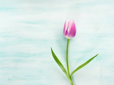 Paskalya Lale çiçek minimal pastel renk arka plan bahar