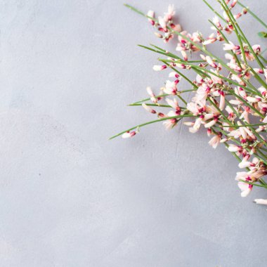 Paskalya süpürge çiçek minimal pastel renk arka plan bahar