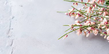 Paskalya süpürge çiçek minimal pastel renk arka plan bahar