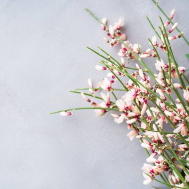 Paskalya süpürge çiçek minimal pastel renk arka plan bahar