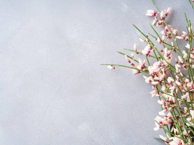 Paskalya süpürge çiçek minimal pastel renk arka plan bahar