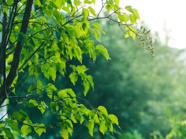 Gün batımında yeşil dallar ile arka plan