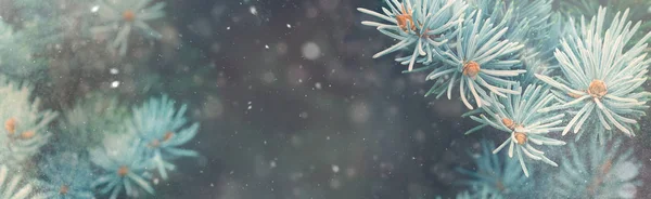 Сніг падає в зимовому лісі. Різдвяний магічний прапор природи — стокове фото