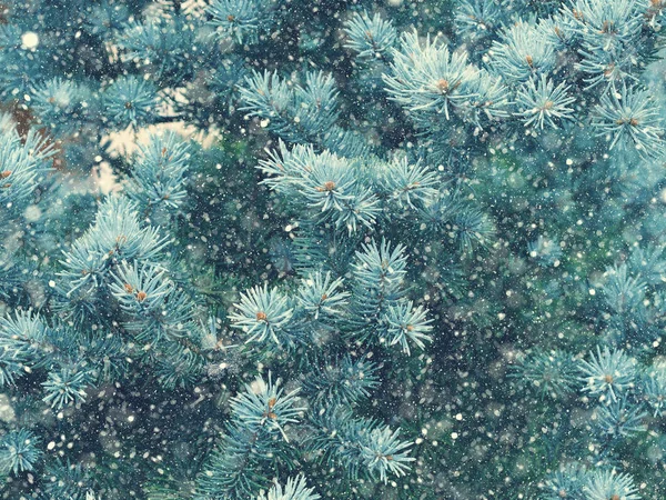 Caída de nieve en el bosque de invierno. Magia de Navidad — Foto de Stock