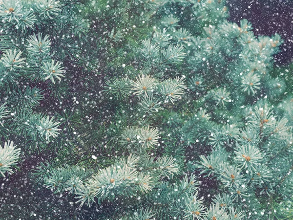 Caída de nieve en el bosque de invierno. Magia de Navidad — Foto de Stock