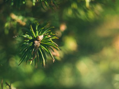 Makro çekim Ladin ağaç iğneler