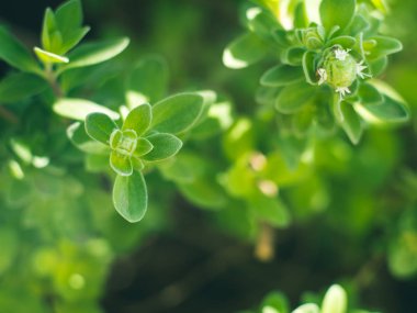 Güneşli günde mercanköşk ot bitki makro çekim